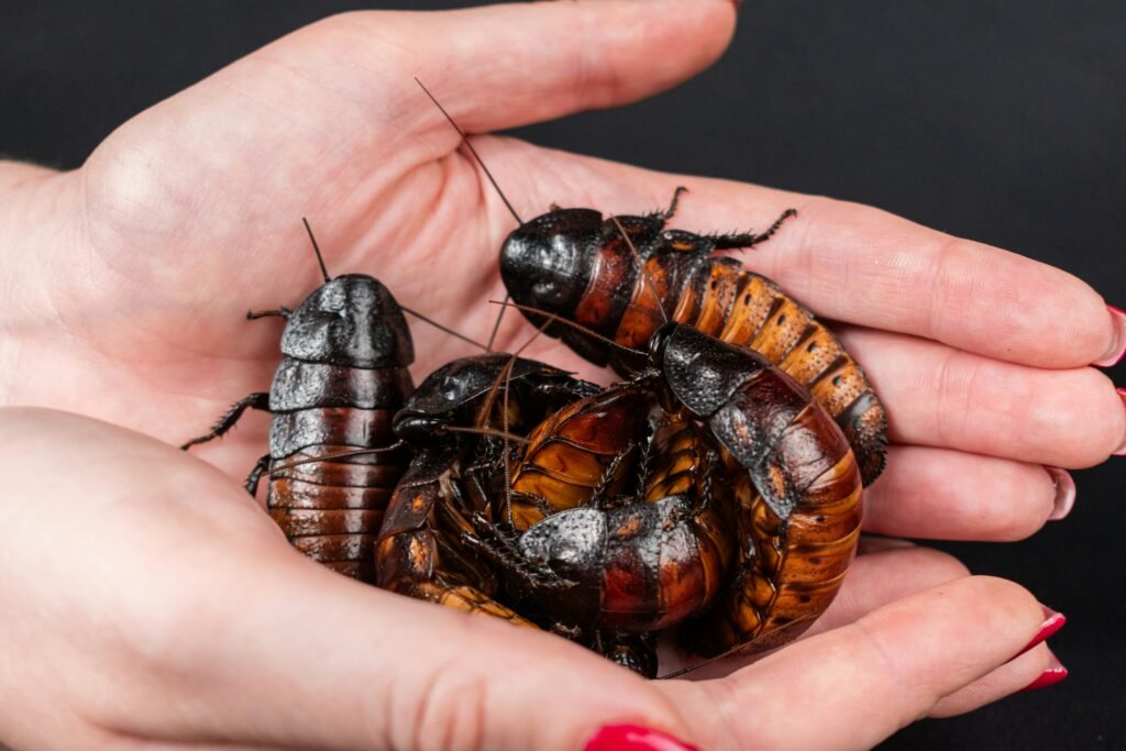 Close-up of a person holding large Madagascar hissing cockroaches, illustrating fears around myths like “can cockroaches live in your peni” and other body-related insect urban legends.