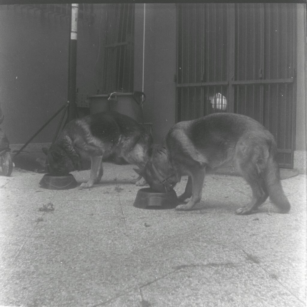 Two dogs eating dry dog food from bowls in an outdoor kennel, illustrating healthy feeding routines for UK pet owners in 2025